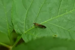 Mathildana flipria thumbnail 2
