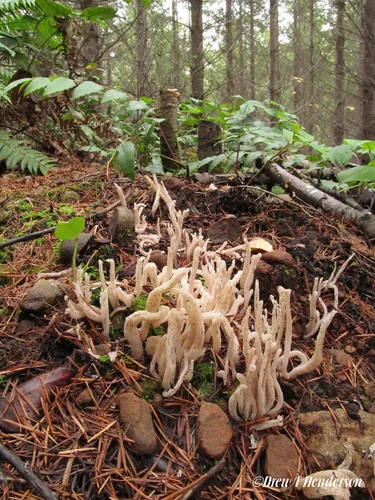 Clavaria fumosoides