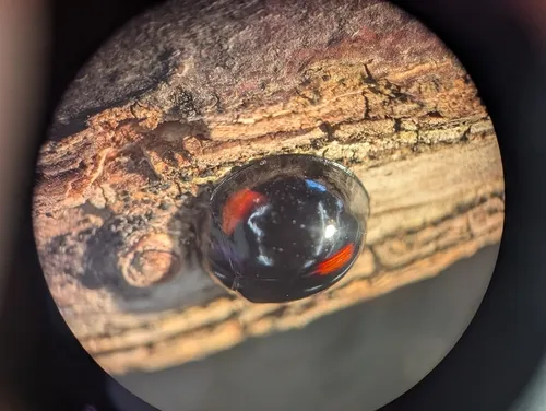 Thrice-struck Lady Beetle