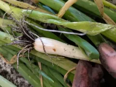 Onion Leafminer thumbnail 2