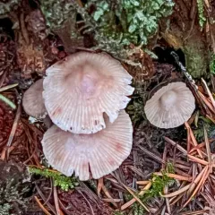 Red-spotted Mycena thumbnail 2