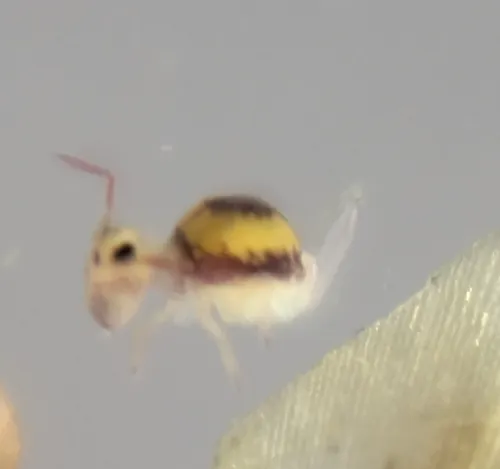 Malmgren's Springtail