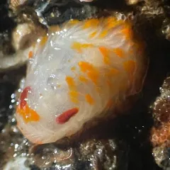Cockerell's Dorid thumbnail 3