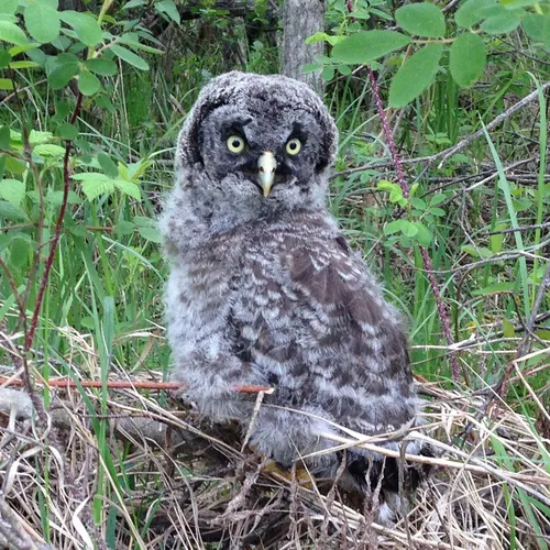 Great Gray Owl