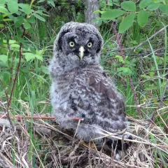 Great Gray Owl thumbnail 1