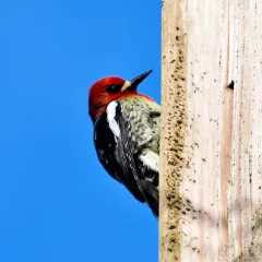 Red-breasted Sapsucker thumbnail 4