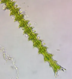 Triploceras gracile thumbnail 2