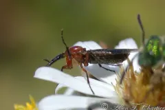 Dilophus spinipes thumbnail 2
