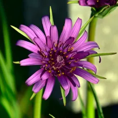purple salsify thumbnail 2