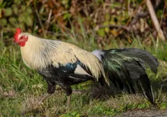 Red Junglefowl thumbnail 3