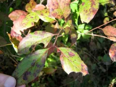Stiff Dogwood thumbnail 3