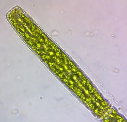 Pleurotaenium coronatum