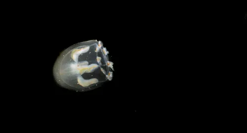 Geomackiea zephyrolata