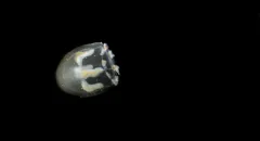 Geomackiea zephyrolata thumbnail 1
