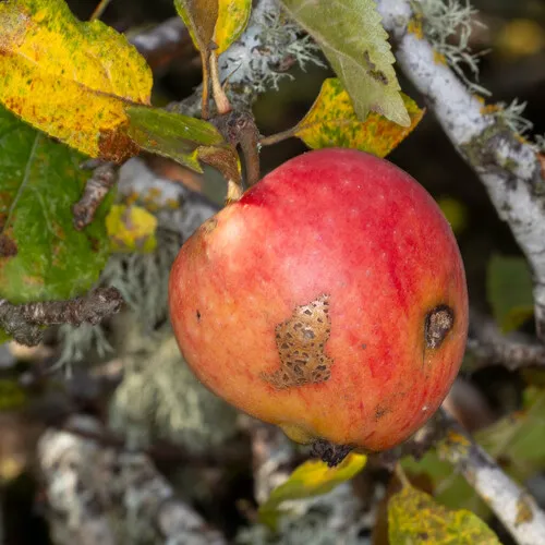 Apple Scab