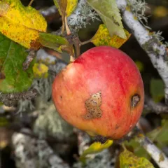 Apple Scab thumbnail 1