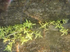 Aquatic pygmyweed thumbnail 1