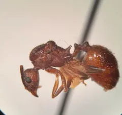 Tawny Collared Ant thumbnail 3