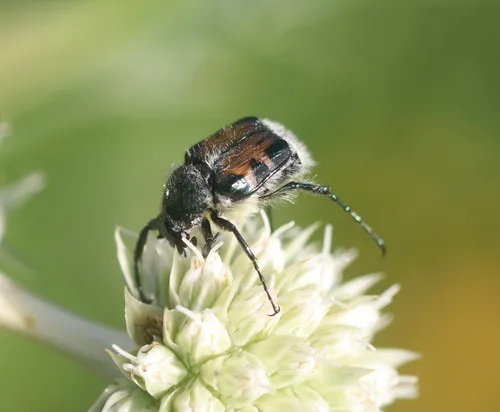 Greenish Flower Chafer