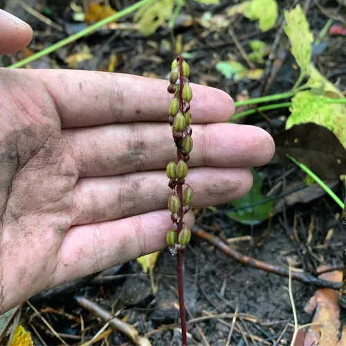 autumn coralroot