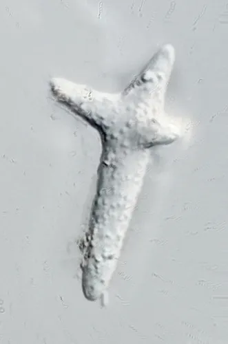 Neonectria lugdunensis
