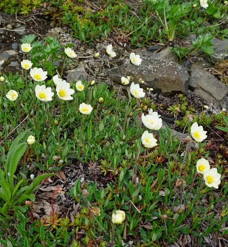 Ajan Mountain-avens