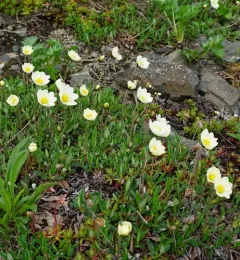 Ajan Mountain-avens thumbnail 1