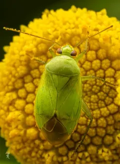 Apolygus lucorum thumbnail 2