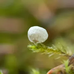 Small Moss Oysterling thumbnail 4