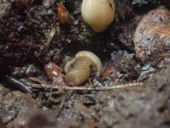 Hodophilus paupertinus thumbnail 2