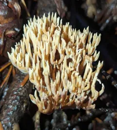 Upright Coral Fungus thumbnail 1