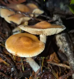 Thaxterogaster vibratilis thumbnail 1
