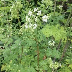 poison hemlock thumbnail 3