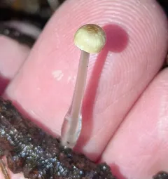 Dripping Bonnet thumbnail 2