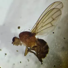 Suillia convergens thumbnail 3