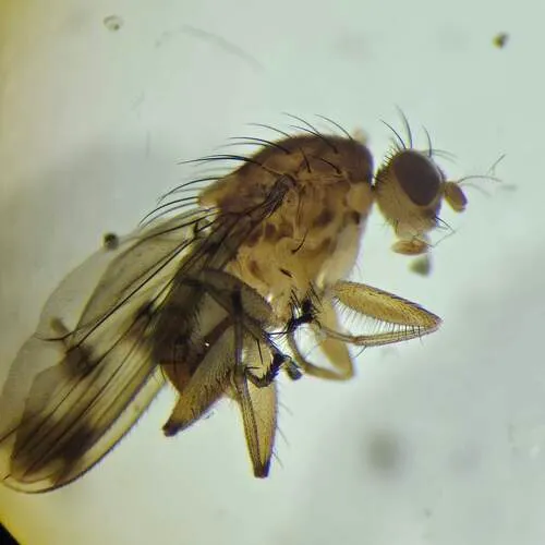Suillia variegata
