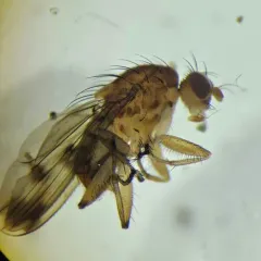 Suillia variegata thumbnail 1
