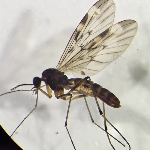 Sylvicola cinctus