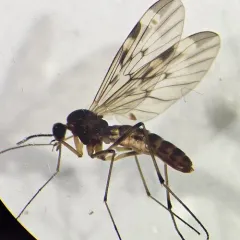Sylvicola cinctus thumbnail 1