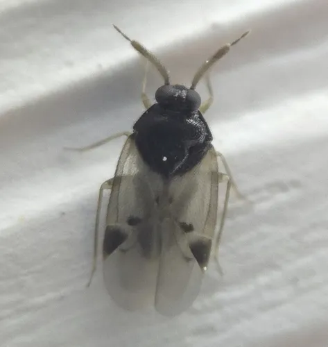 Corticoris pulchellus