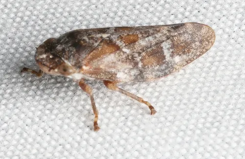 Aphrophora irrorata