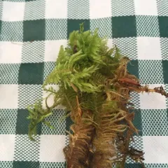 Ostrich-plume Moss thumbnail 1