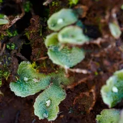 Hyaline Liverwort thumbnail 4