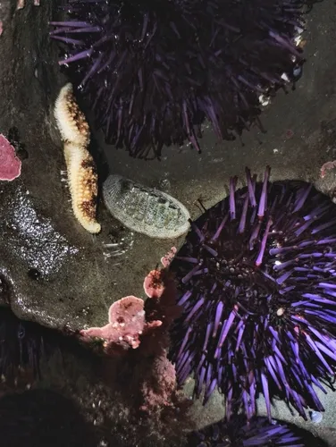 Cooper's Chiton