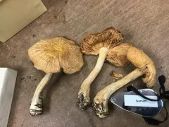 Entoloma subsinuatum thumbnail 2
