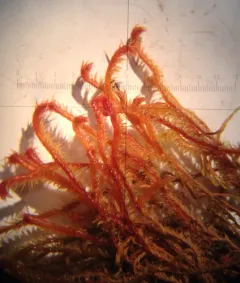 Bent Scissor-leaved Liverwort thumbnail 3