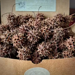 American sweetgum thumbnail 2