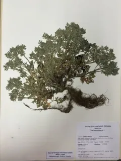 Cut-leaved Germander thumbnail 1