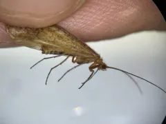 Failed Northern Caddisfly thumbnail 4