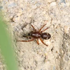 Two-spotted Cobweb Spider thumbnail 2